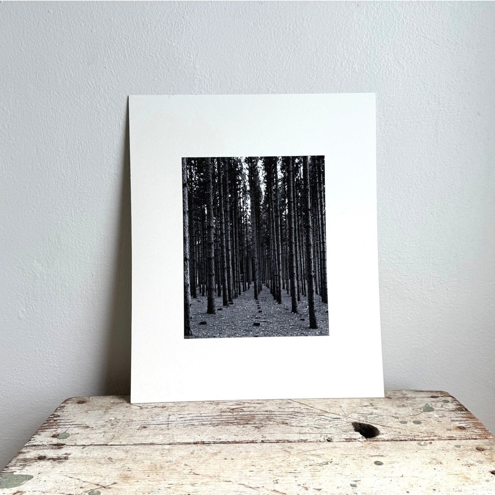 Black and White Pine Forest Photography Print Matted Wall Art 13x16 Landscape